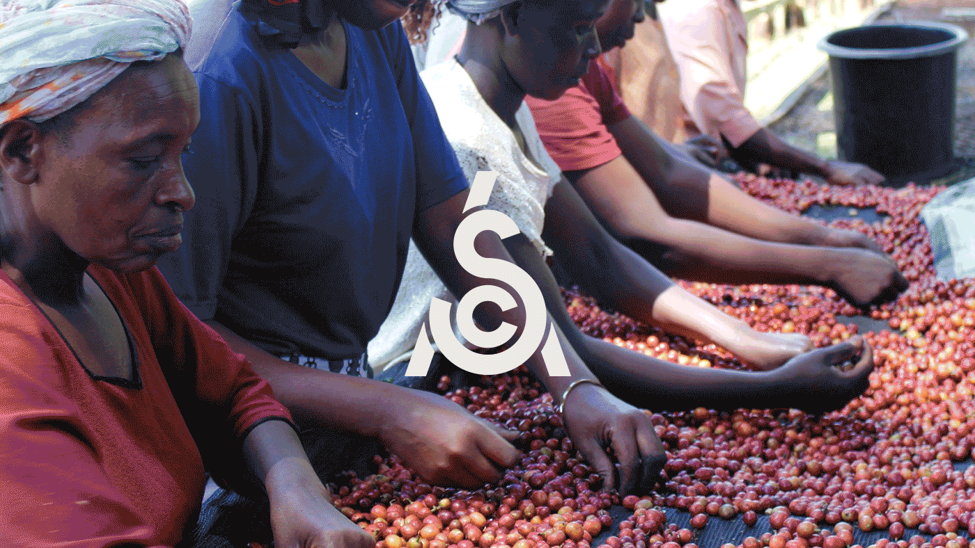 One Darnley Road Sca Specialty Coffee Association Brand Identity 2
